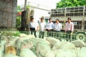 Thị trường chăn nu&ocirc;i về gi&aacute; trị thực
