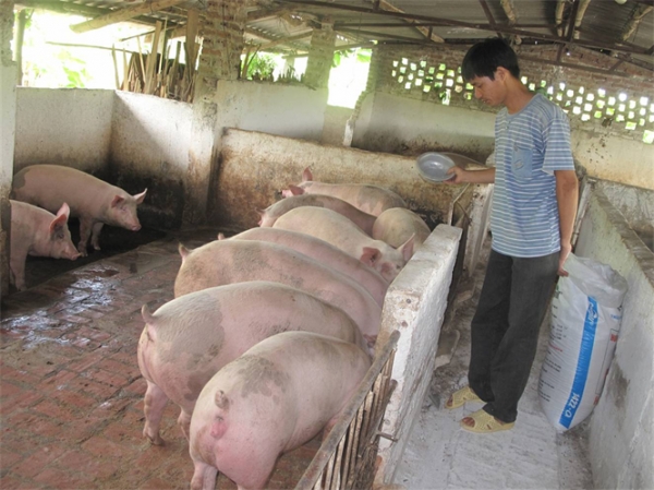 Nguồn cung thịt lợn sẽ ổn định