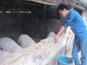 Gi&aacute; lợn hơi lại giảm