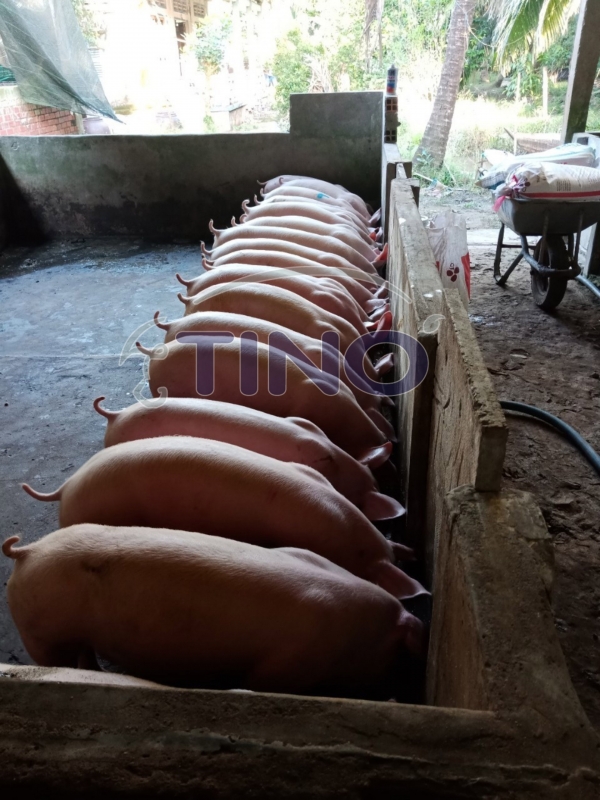 Hiện tượng heo cắn đu&ocirc;i nhau