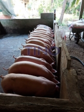 Hiện tượng heo cắn đuôi nhau