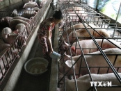 Tiền Giang ứng dụng tiến bộ khoa học c&ocirc;ng nghệ v&agrave;o chăn nu&ocirc;i